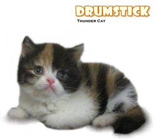 Drumstick - British Shorthair Cat