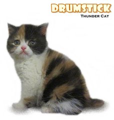 Drumstick - British Shorthair Cat