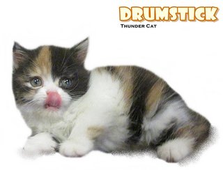 Drumstick - British Shorthair Cat