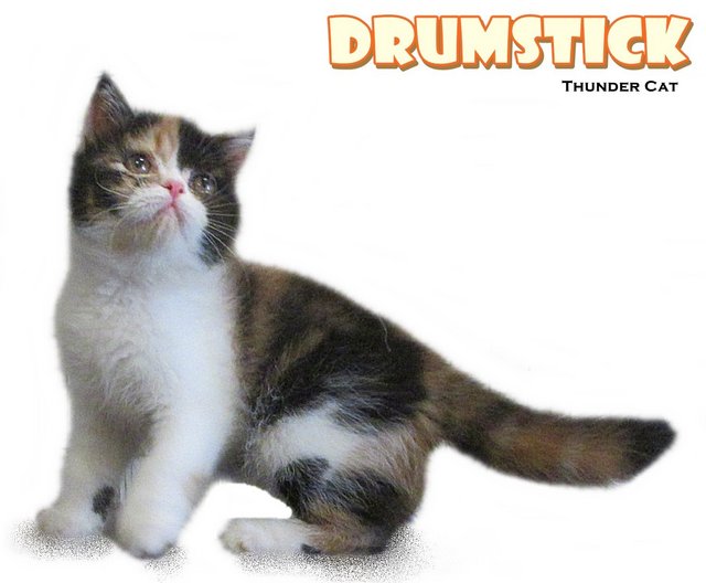 Drumstick - British Shorthair Cat