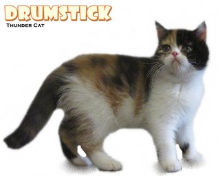 Drumstick - British Shorthair Cat