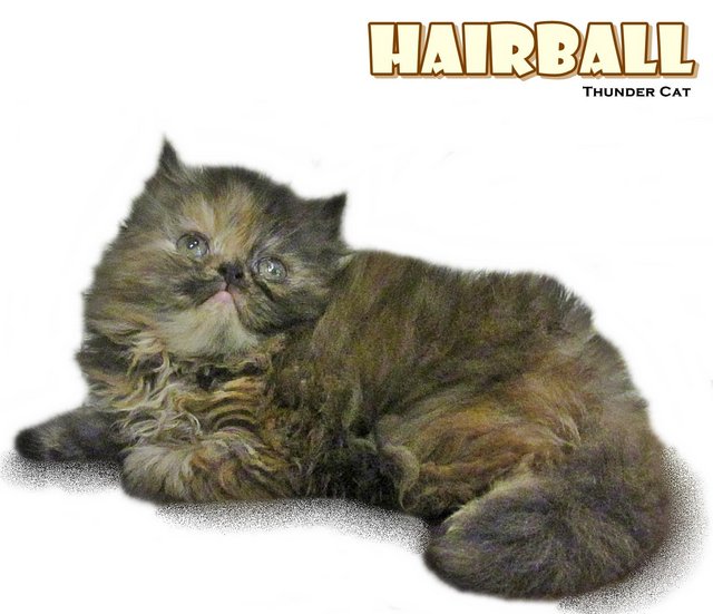 Hairball (Semi Flat Persian) - Persian Cat