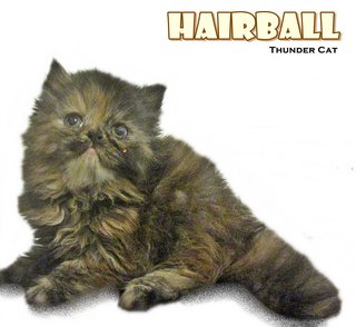 Hairball (Semi Flat Persian) - Persian Cat