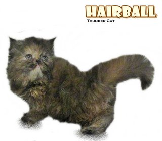 Hairball (Semi Flat Persian) - Persian Cat