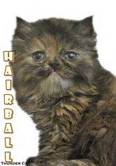 Hairball (Semi Flat Persian) - Persian Cat