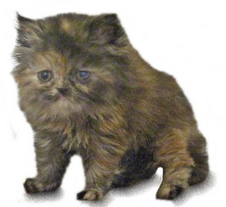 Hairball (Semi Flat Persian) - Persian Cat