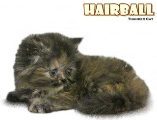 Hairball (Semi Flat Persian) - Persian Cat