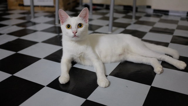 Whitey - Domestic Short Hair Cat