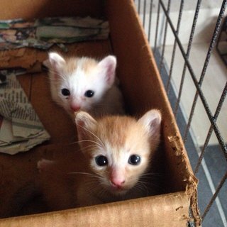 2 Kittens - Domestic Medium Hair + Domestic Short Hair Cat