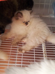 Sandy - Ragdoll + Persian Cat