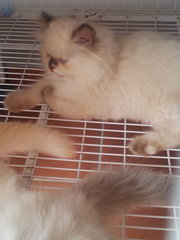 Sandy - Ragdoll + Persian Cat