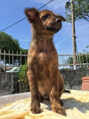 Pocky - Mixed Breed Dog