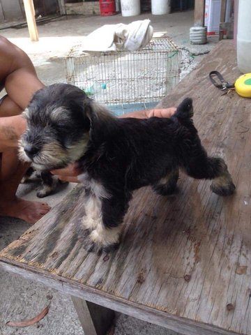 Miniature Schnauzer - Schnauzer Dog