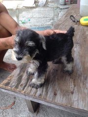 Miniature Schnauzer - Schnauzer Dog