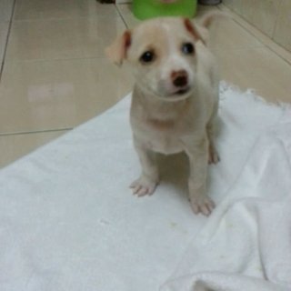 Julie Shorties - Ipoh - Terrier Mix Dog