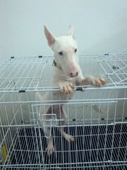 Bull Terrier - Bull Terrier Dog