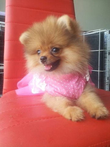 Pomeranian Promotion - Pomeranian Dog