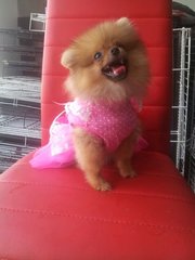 Pomeranian Promotion - Pomeranian Dog