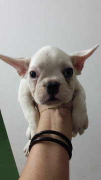 French Bulldog White - French Bulldog Dog