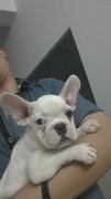 French Bulldog White - French Bulldog Dog