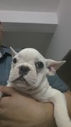 French Bulldog White - French Bulldog Dog