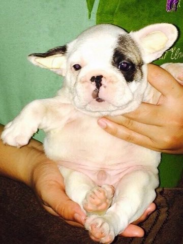 French Bulldog Puppies 02 - French Bulldog Dog