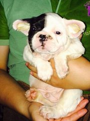 French Bulldog Puppies 02 - French Bulldog Dog