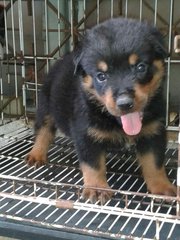 Rottweiler Puppies - Rottweiler Dog