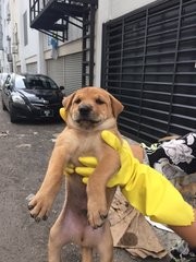 Gus - Mixed Breed Dog