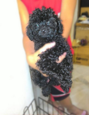 Toy Poodle ( 2 Male ) - Poodle Dog