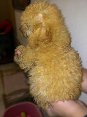 Male Brown Colour