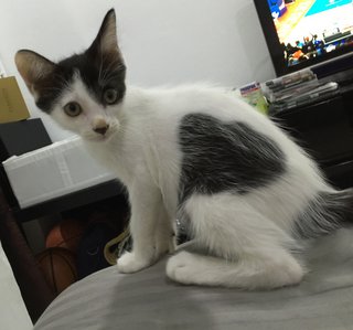 Male domestic medium hair