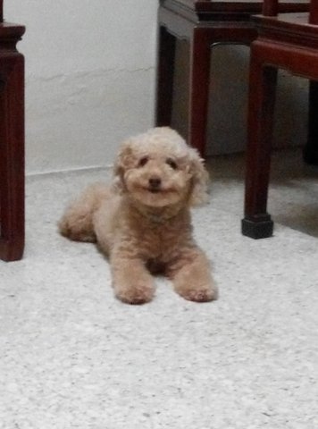 Meimei - Poodle Dog