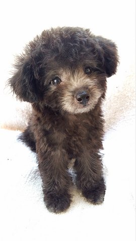 88 Taiwan Silver Poodle With Mka - Poodle Dog