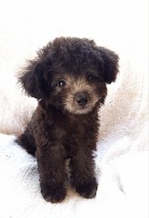 88 Taiwan Silver Poodle With Mka - Poodle Dog