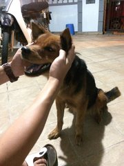 Happy - Mixed Breed Dog