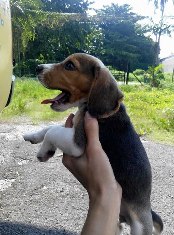 Purebred Female Beagle Puppy - Beagle Dog