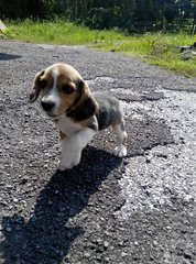 Purebred Female Beagle Puppy - Beagle Dog