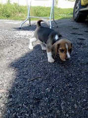 Purebred Female Beagle Puppy - Beagle Dog