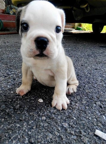 Purebred Female English Bulldog - English Bulldog Dog