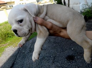 Purebred Female English Bulldog - English Bulldog Dog