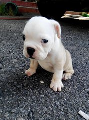 Purebred Female English Bulldog - English Bulldog Dog