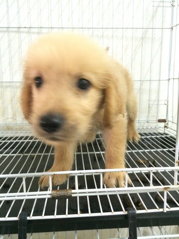 Golden Retriever Puppy - Golden Retriever Dog