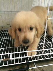 Golden Retriever Puppy - Golden Retriever Dog