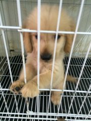 Golden Retriever Puppy - Golden Retriever Dog