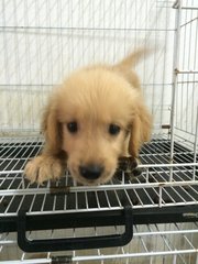 Golden Retriever Puppy - Golden Retriever Dog