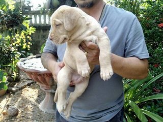 Labrador  - Labrador Retriever Dog