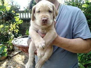 Labrador  - Labrador Retriever Dog