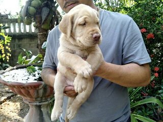 Labrador  - Labrador Retriever Dog