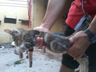 Brown Marble And Persian - American Shorthair + Persian Cat